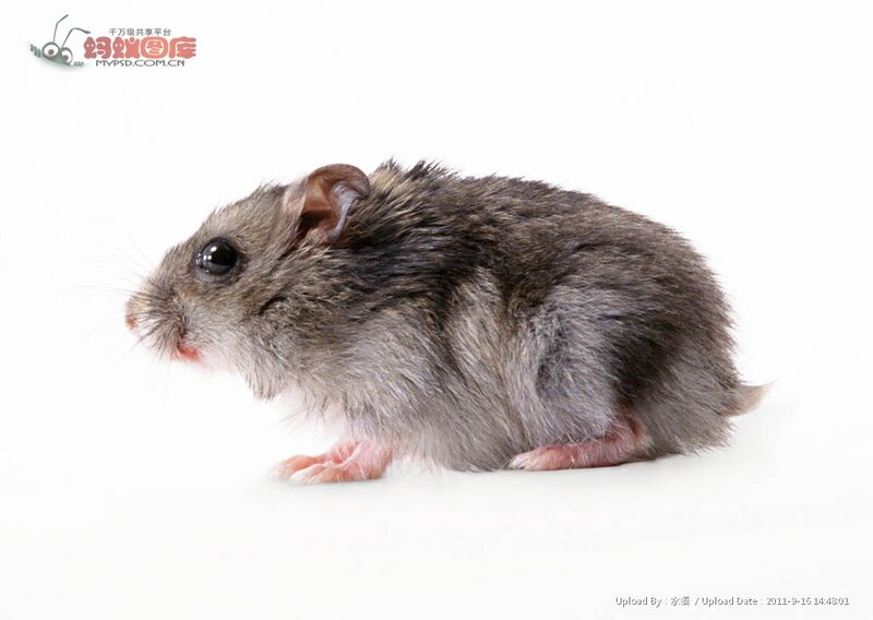 gray hamster on white background