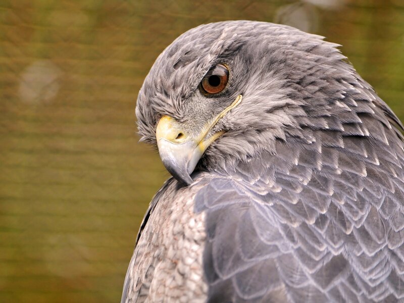 Gray Hawk Head