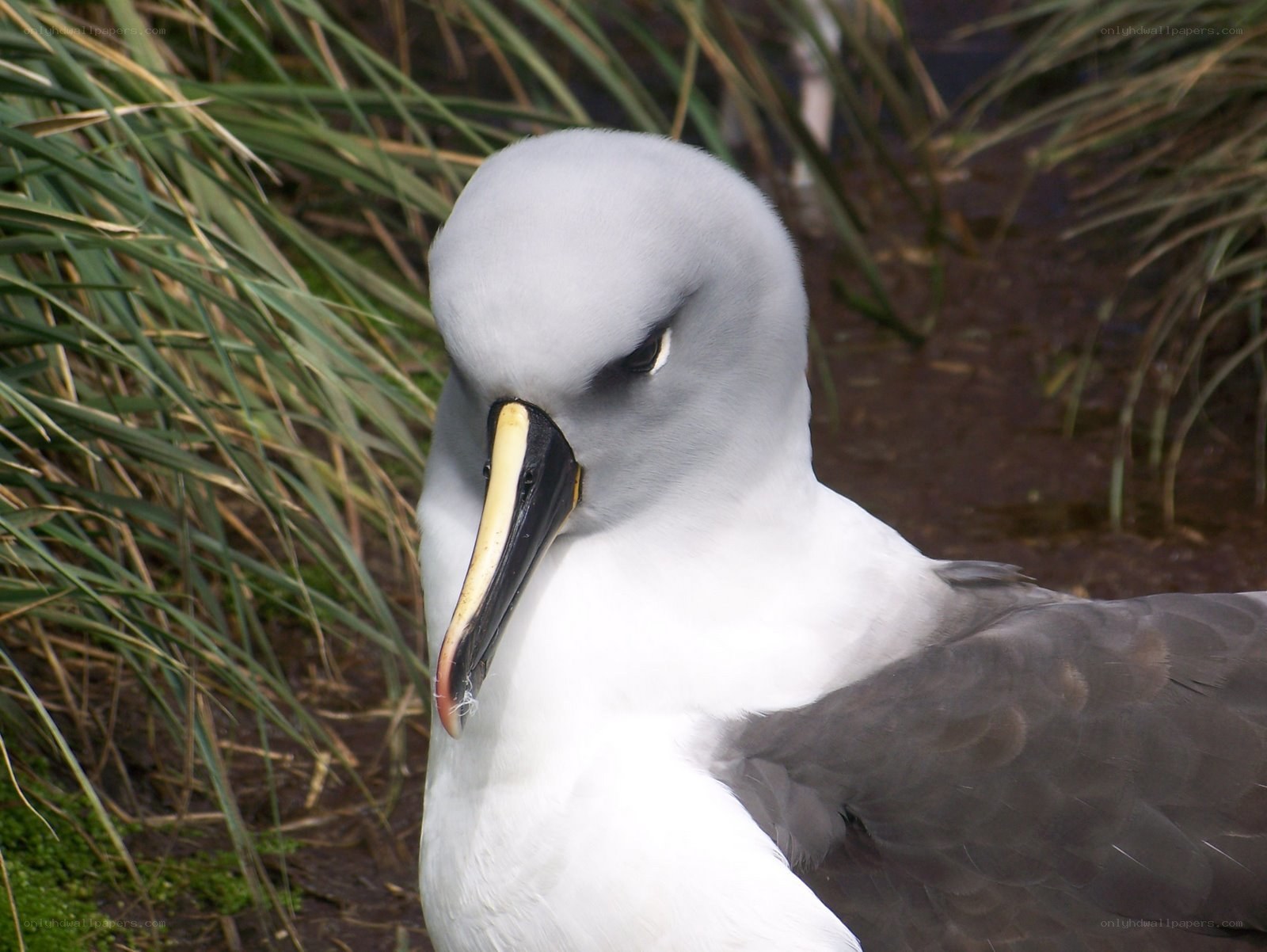 gray-headed albatross