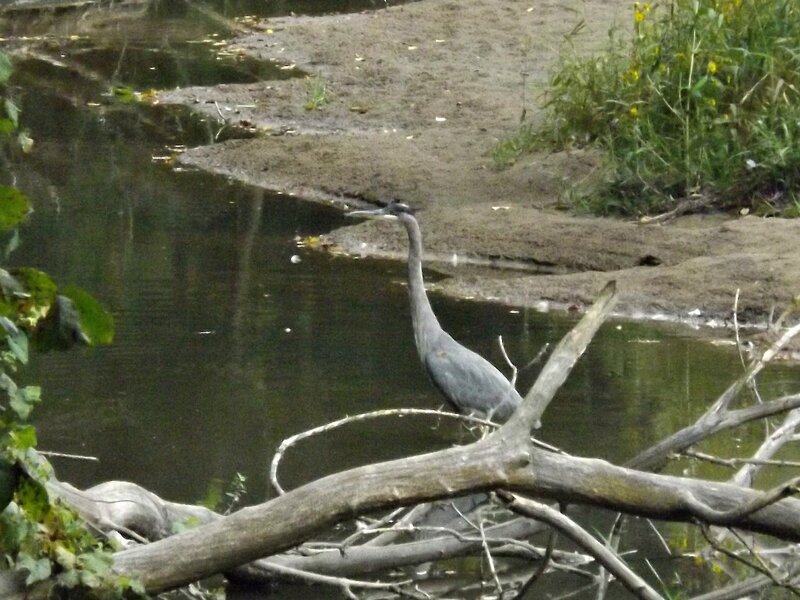 Gray Heron by Water