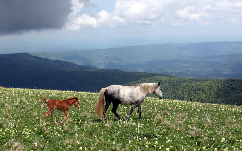 Gray Horse and Foal — Green