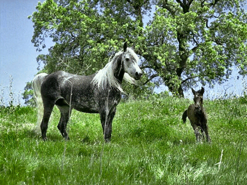 Gray Horse and Foal