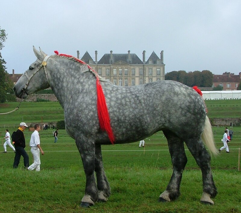 gray horse at a show