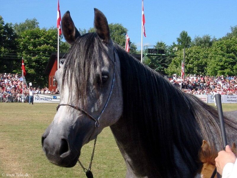 Gray Horse at Event
