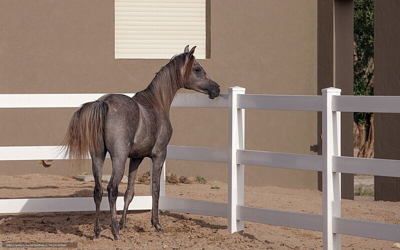 Gray Horse at Fence