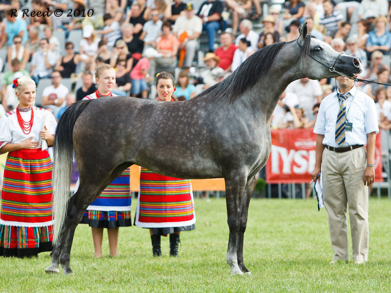 Gray Horse at Show — Formal