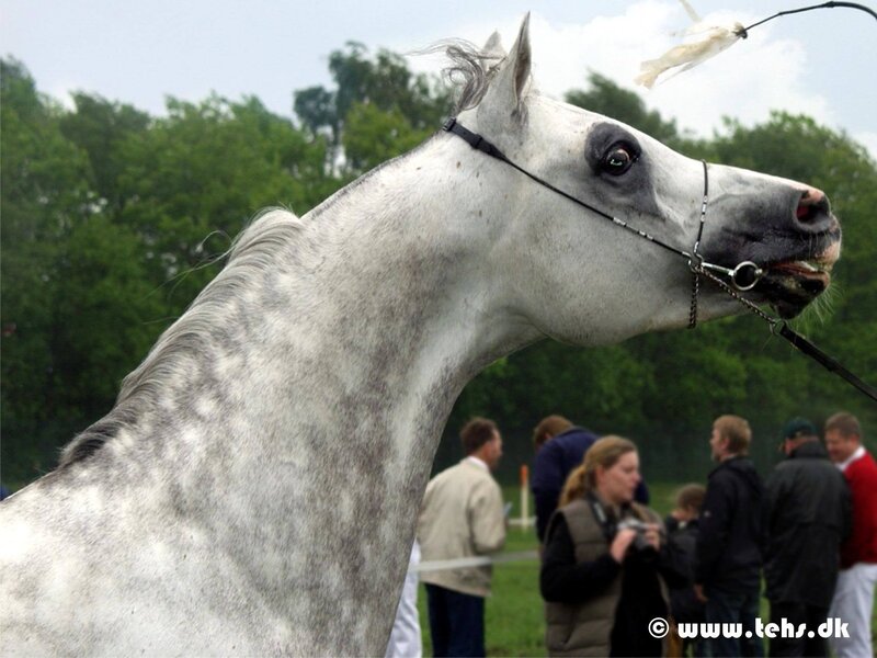 Gray Horse at Show