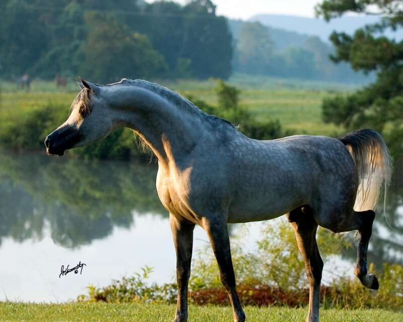 gray horse by a lake