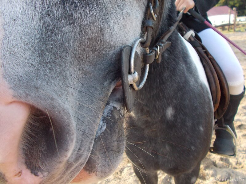 Gray Horse Close-up