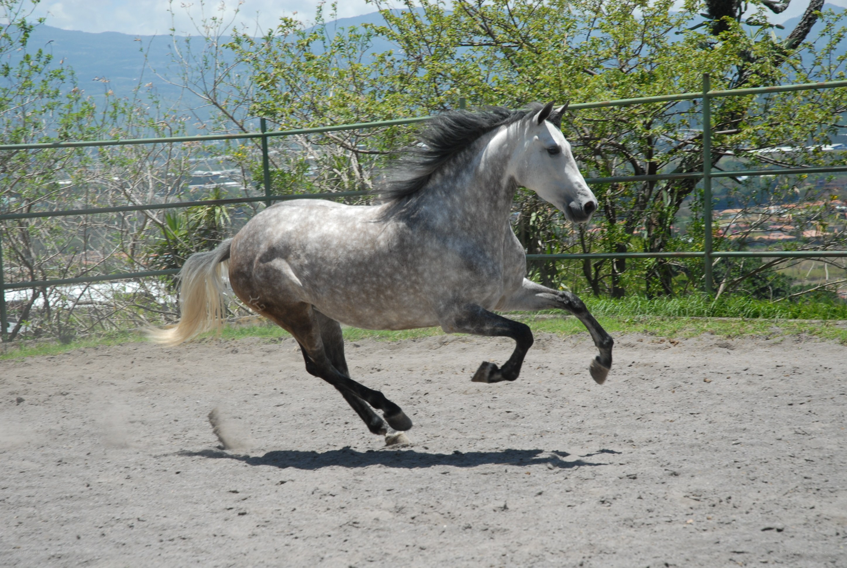 gray horse galloping in arena