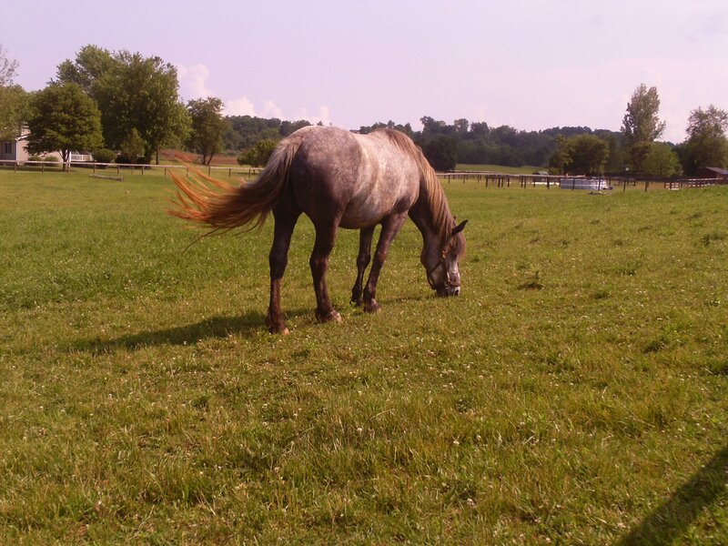 Gray Horse Grazing — Green, Calm