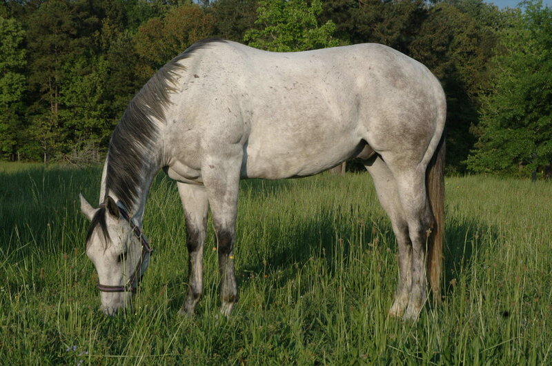 gray horse grazing in a field