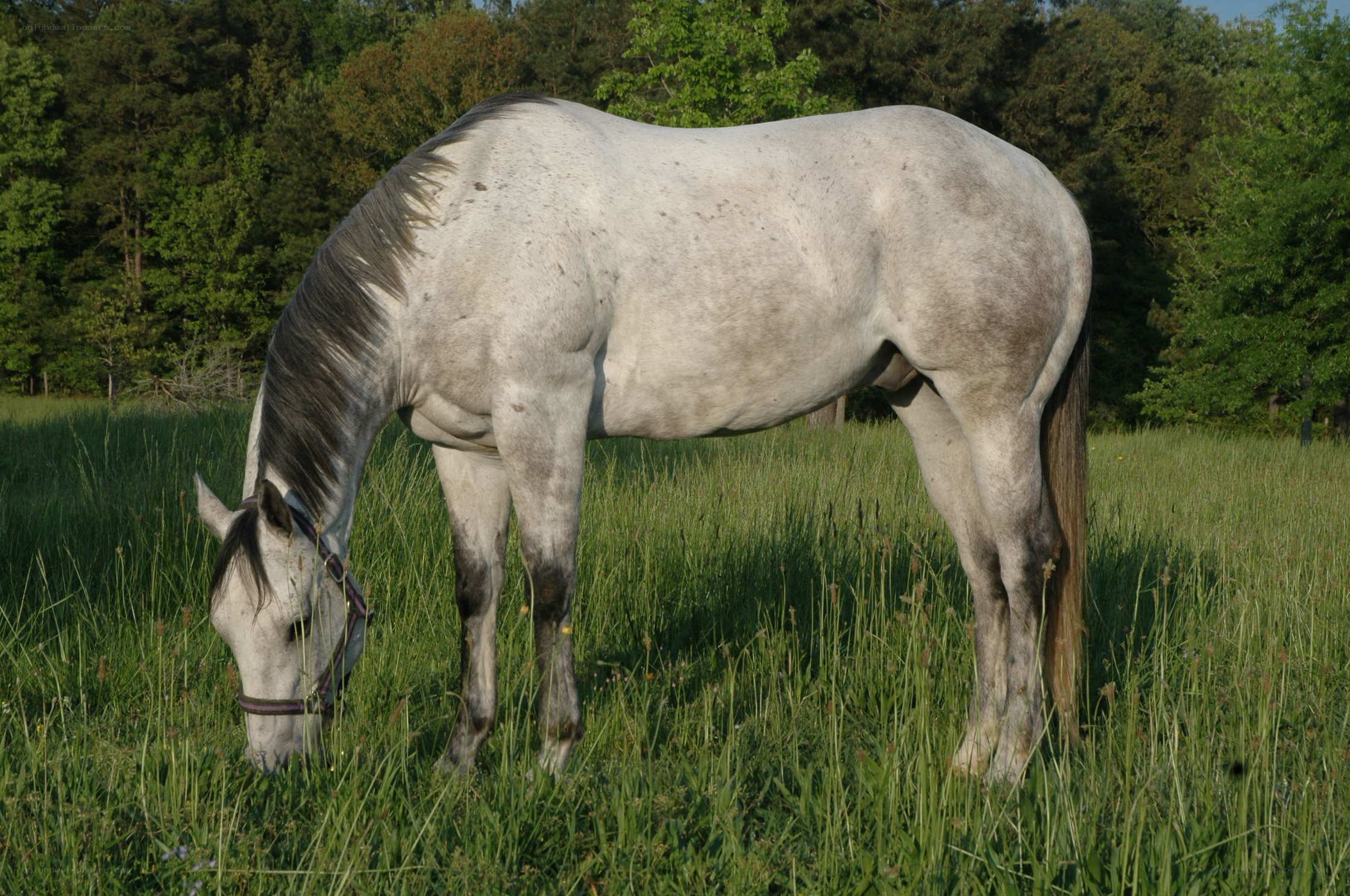 gray horse grazing in a field