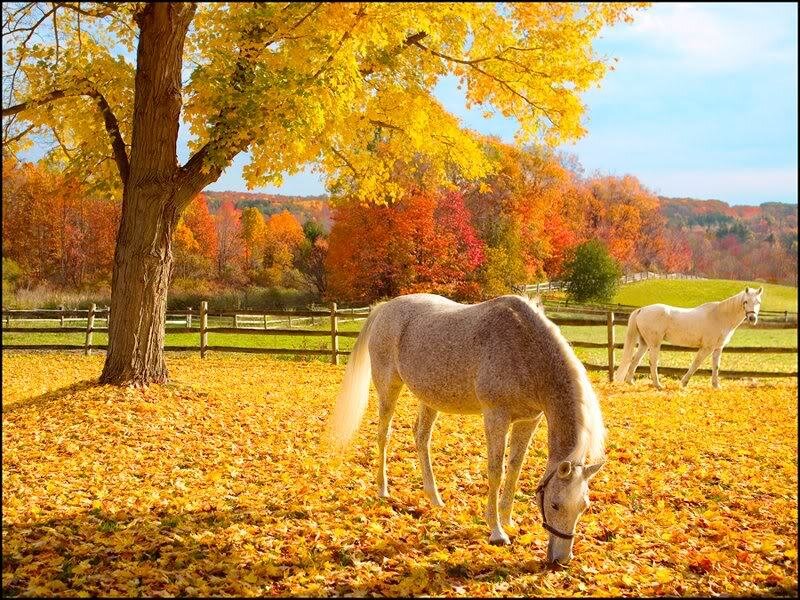 Gray Horse Grazing