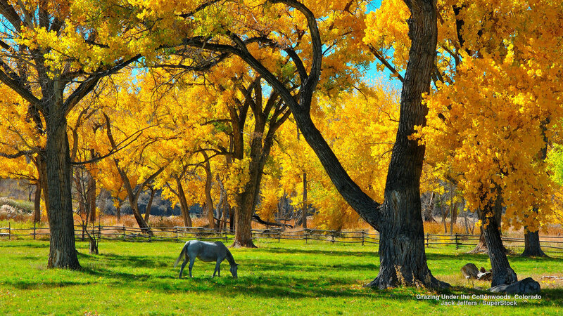 Gray Horse Grazing — Yellow