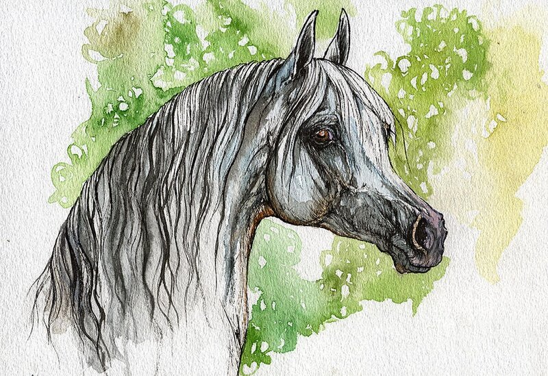 Gray Horse Head — Calm, Illustration
