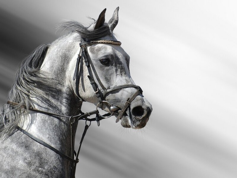Gray Horse Head — Calm, Photograph, Bridle