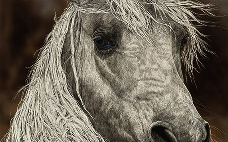 Gray Horse Head — Calm, Photograph, Eye