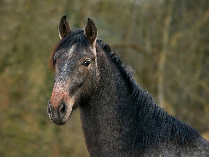 Gray Horse Head — Calm, Photograph