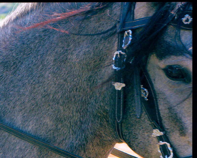 Gray Horse Head — Calm