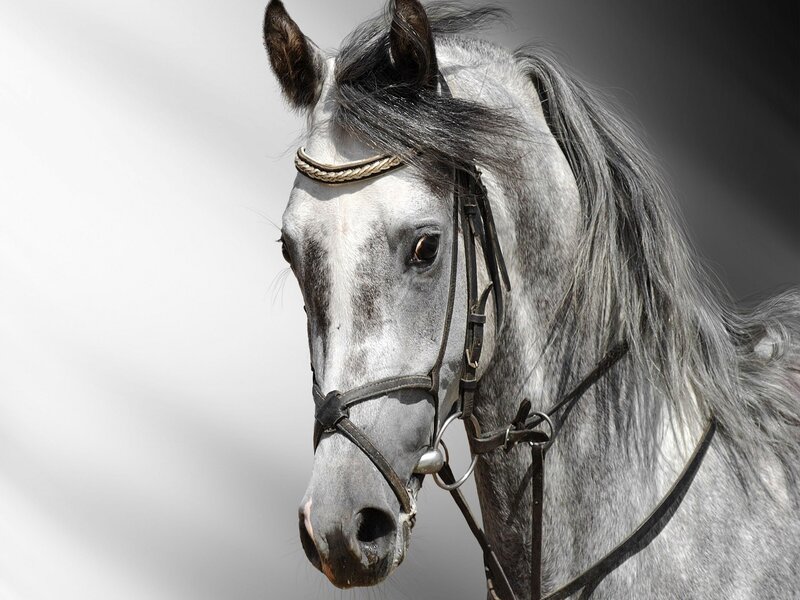 Gray Horse Head — Dramatic, Photograph, Bridle
