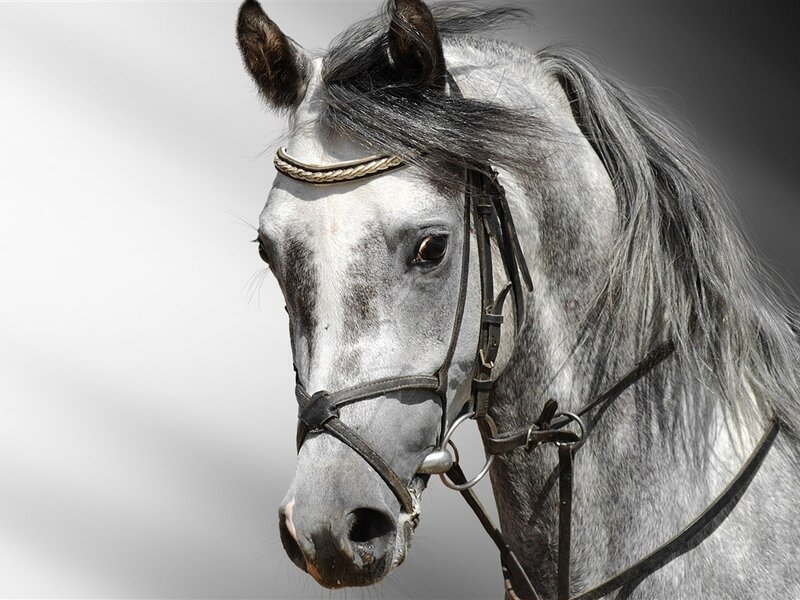 Gray Horse Head — Dramatic, Photograph