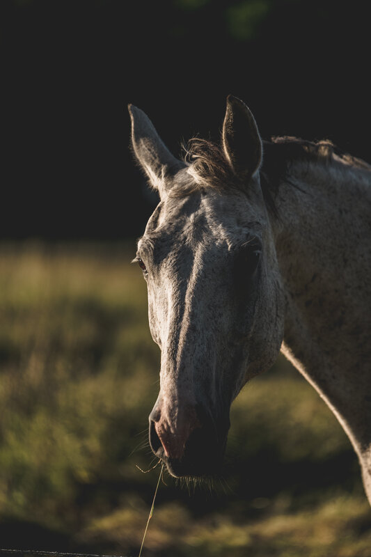 Gray Horse Head — Dramatic, Sunset