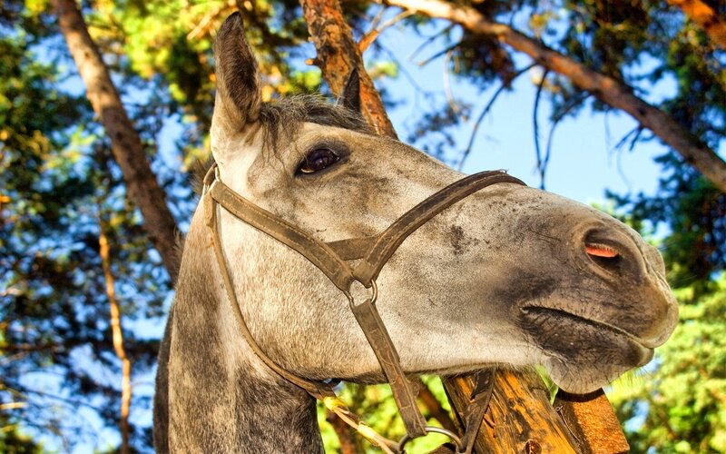 Gray Horse Head — Serene