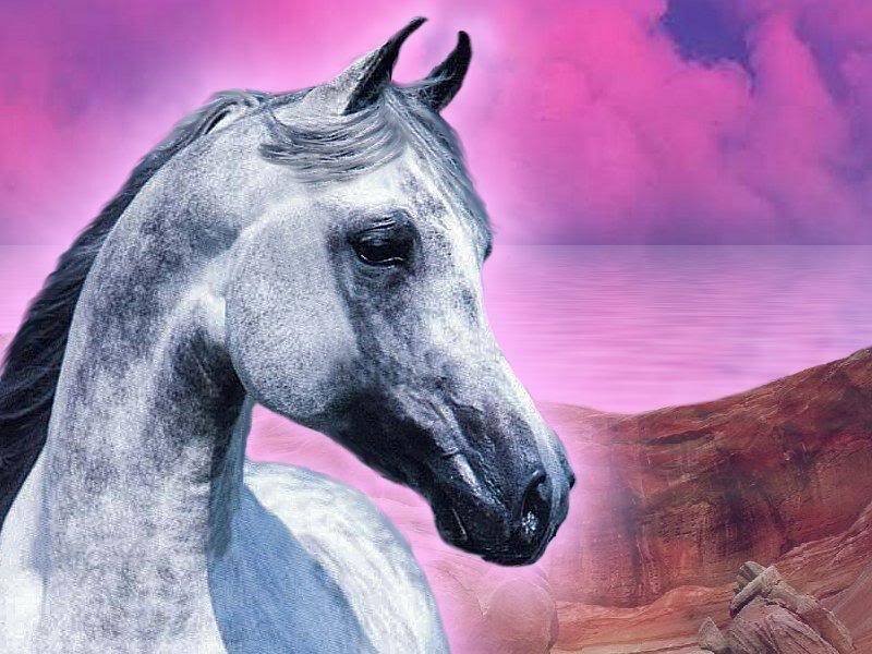 Gray Horse Head