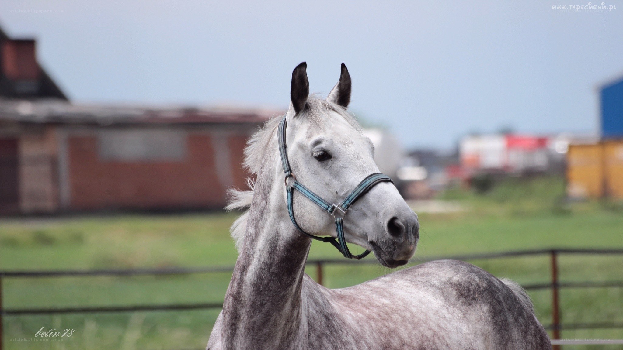 gray horse in a field