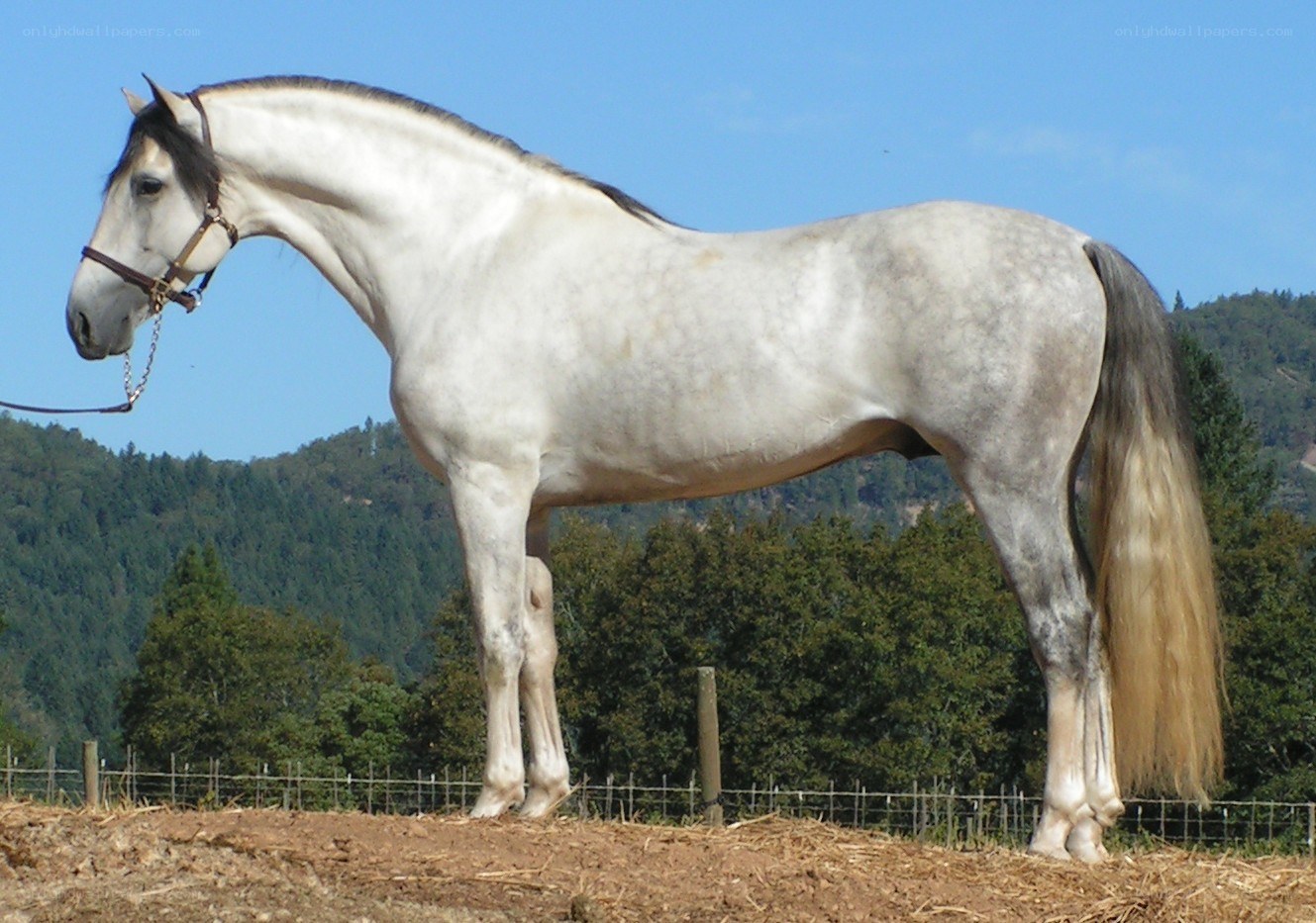 gray horse in a field