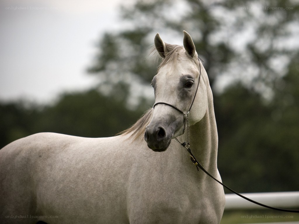 gray horse in a field