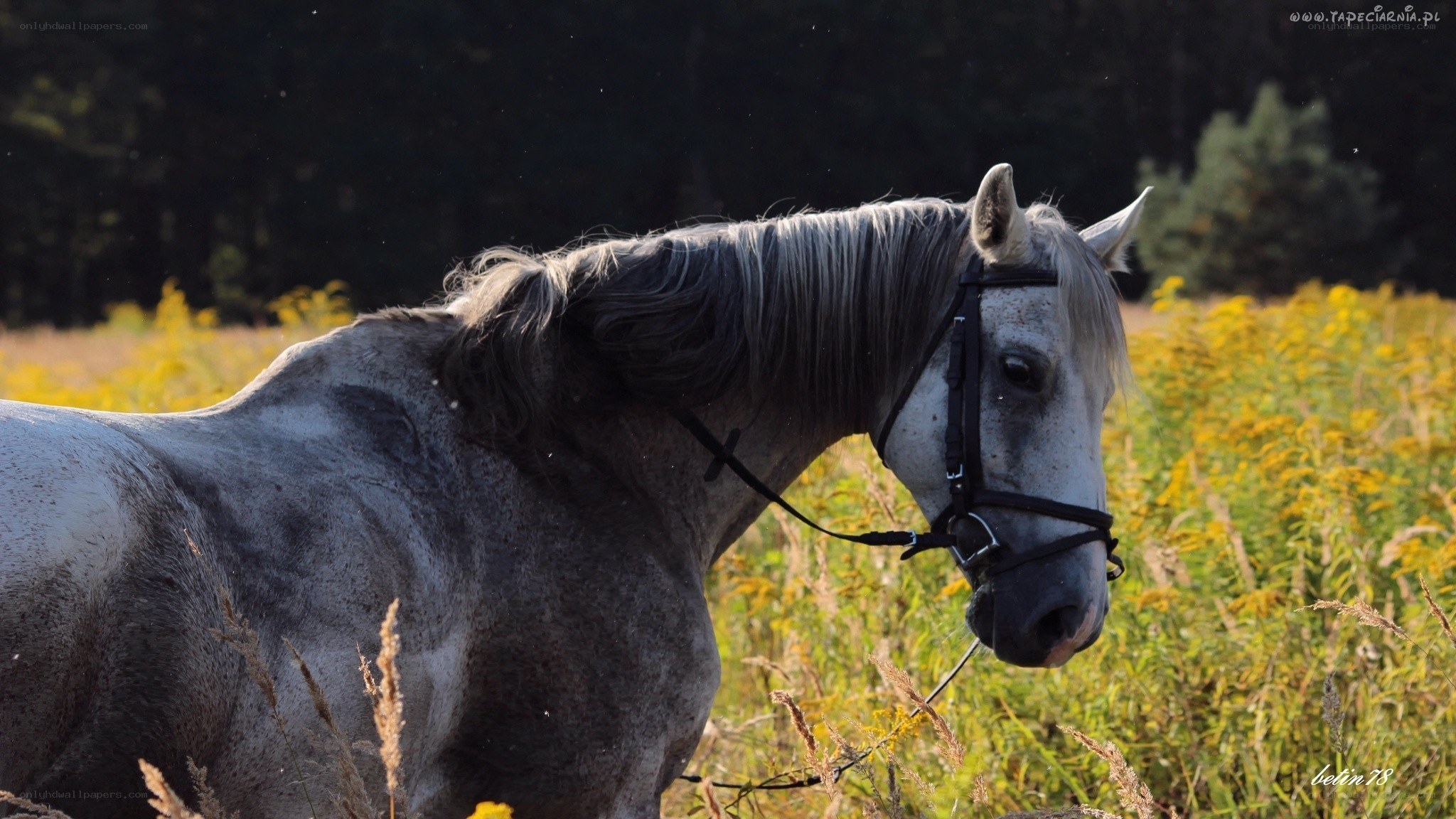 gray horse in a field
