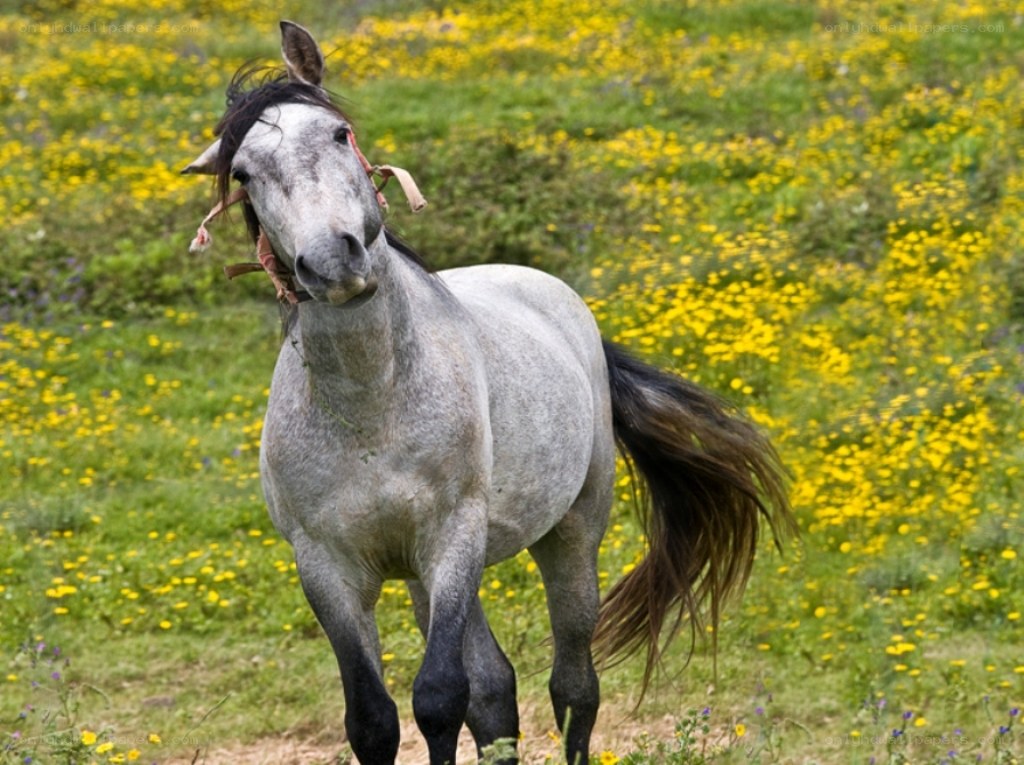gray horse in a flower field