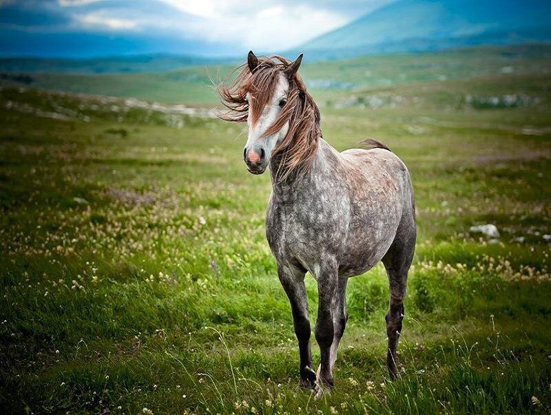 gray horse in a green field
