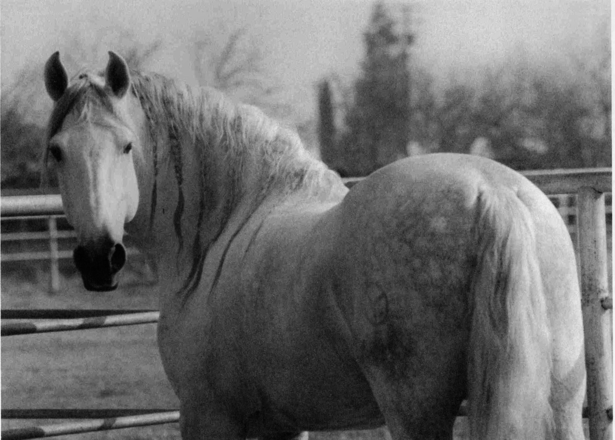 gray horse in a paddock