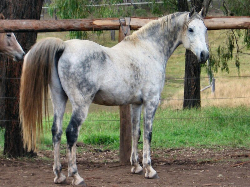 gray horse in a paddock