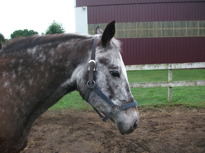 gray horse in a paddock