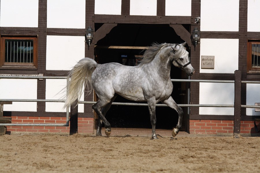 gray horse in a paddock