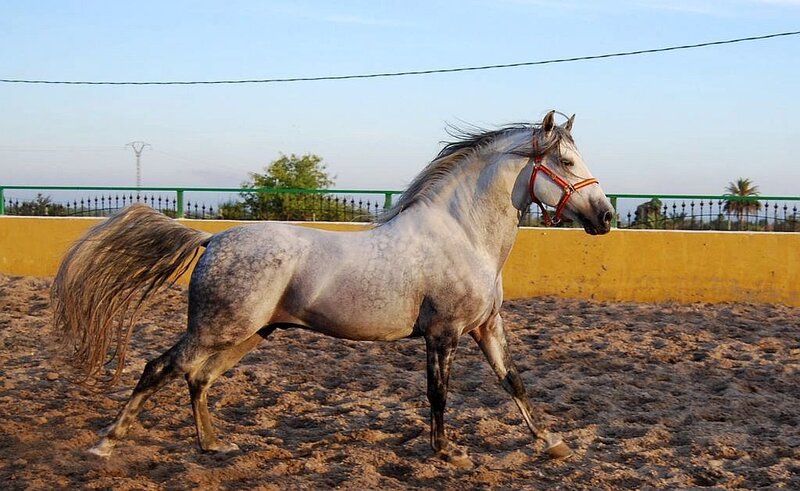 gray horse in a riding arena