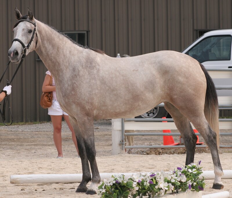 Gray Horse in Arena