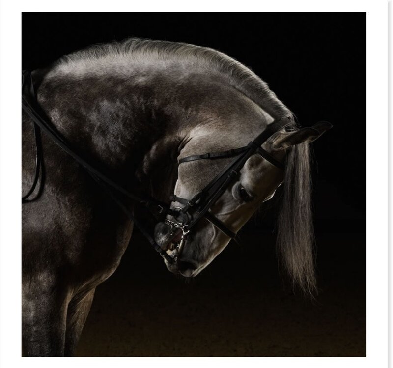 Gray Horse in Bridle