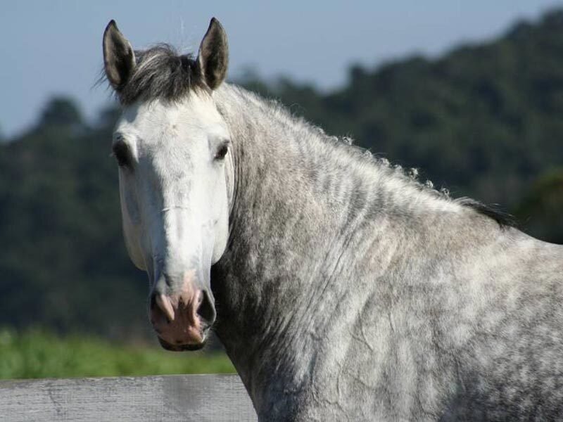 Gray Horse in Field — Calm, Afternoon