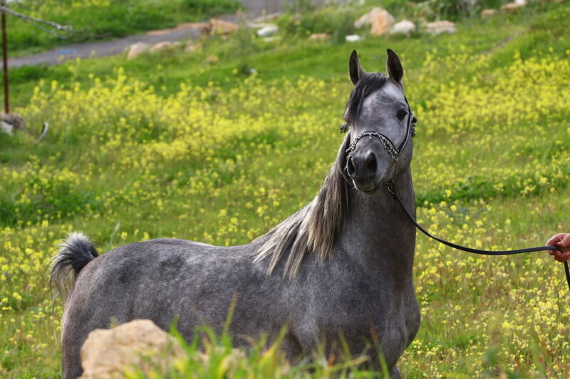 Gray Horse in Field — Calm, Spring