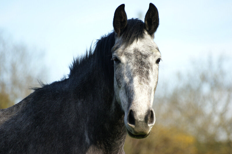 Gray Horse in Field — Calm