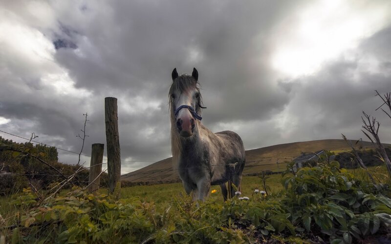 Gray Horse in Field — Dramatic, Afternoon