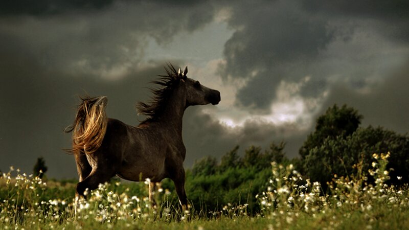 Gray Horse in Field — Dramatic