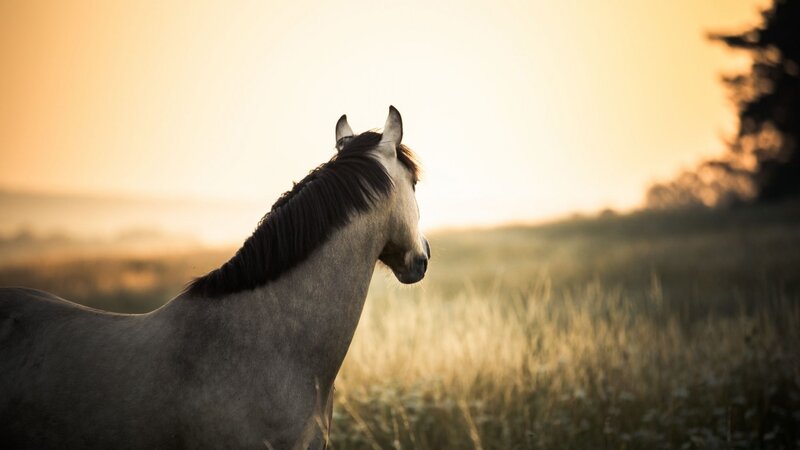 Gray Horse in Field — Gold