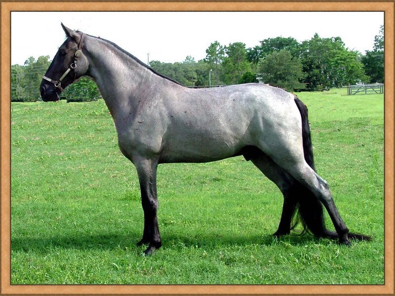 Gray Horse in Field — Green, Calm, Afternoon