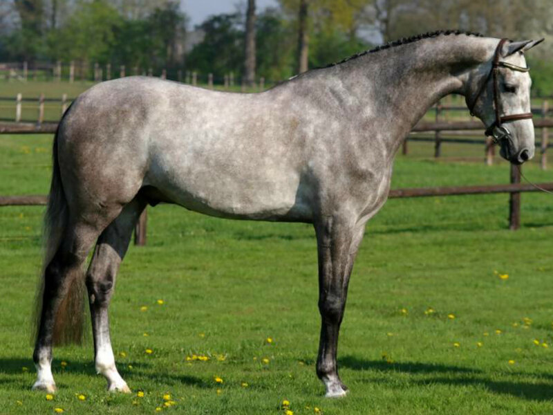 Gray Horse in Field — Green, Calm